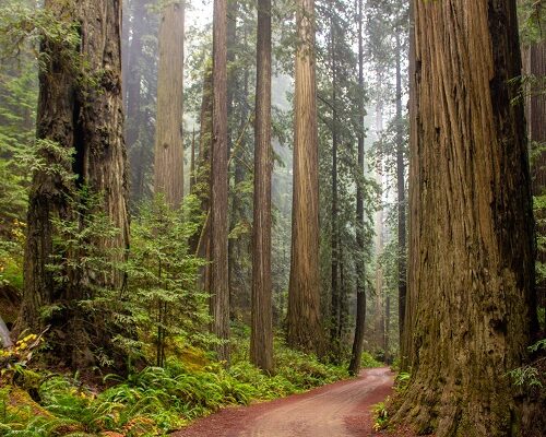 the secret restaurant