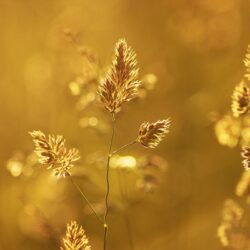 sting fields of gold
